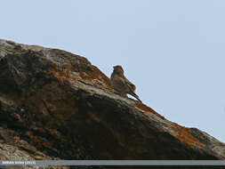 Image of Mongolian Finch