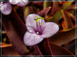 Image of purple heart