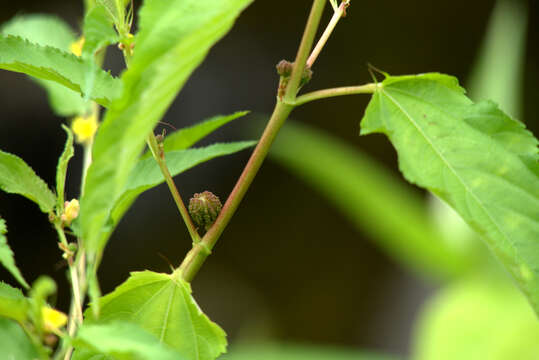 Image de Corchorus capsularis L.