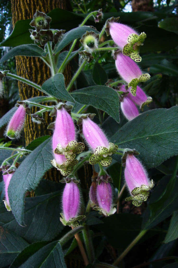 Image of Kohleria warszewiczii (Regel) Hanst.