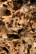 Image of spotted felt lichen