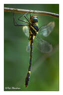 Image of Macromia irata Fraser 1924