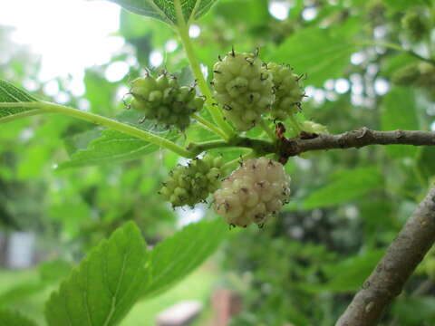 Image of white mulberry