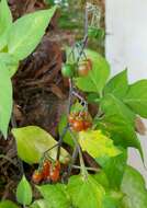 Image of hairy nightshade