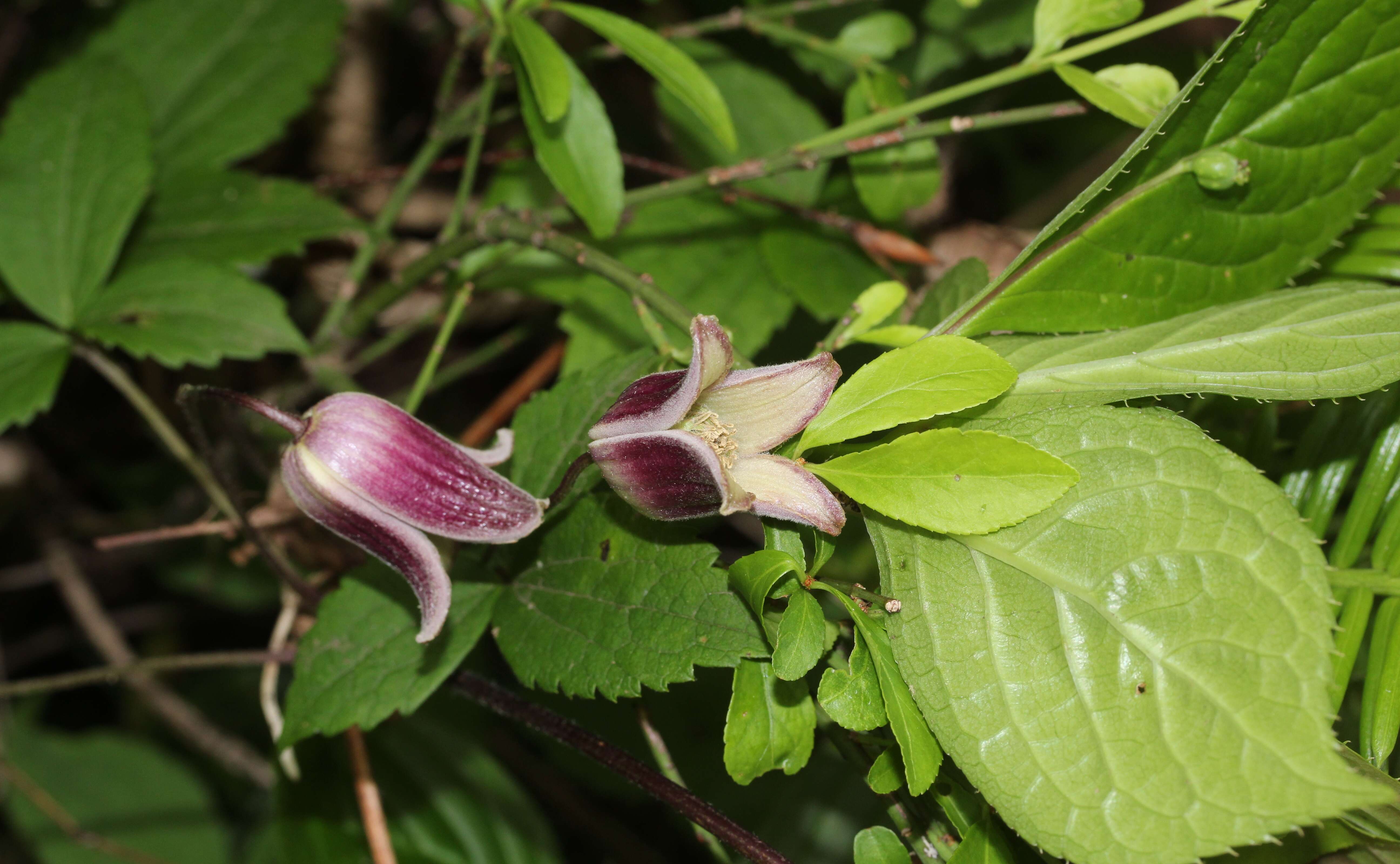 Helwingia japonica (Thunb. ex Murray) F. G. Dietrich resmi