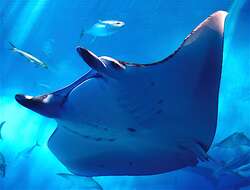 Image of Manta