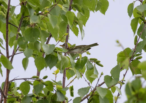 Image of Grey-legged Leaf-Warbler