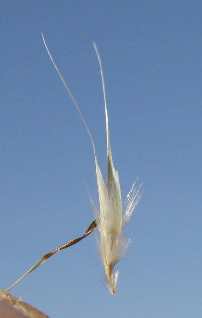 Rytidosperma caespitosum (Gaudich.) Connor & Edgar resmi