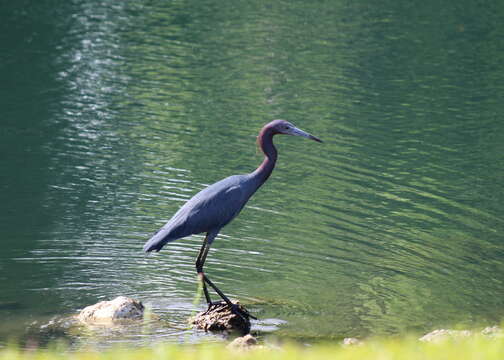 Image of Little Blue Heron