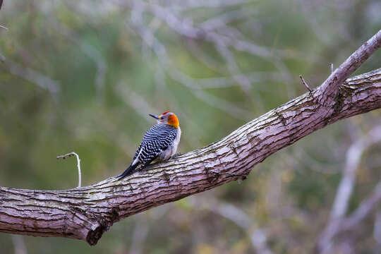 Image of Golden-fronted Woodpecker