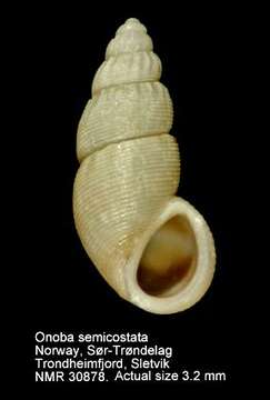 Image of semi-ribbed spire snail