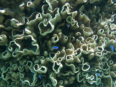 Image of Pagoda coral