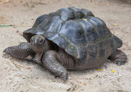 Image de Aldabrachelys