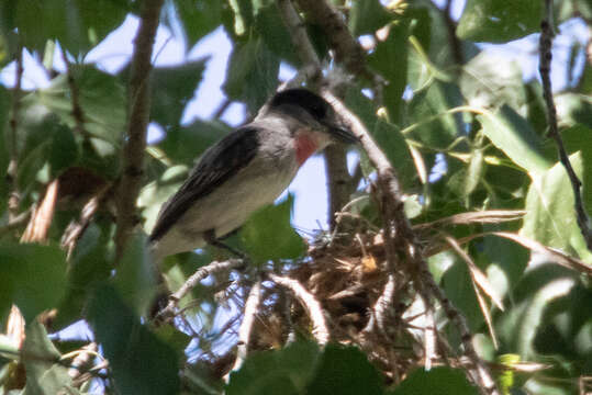 Image of Rose-throated Becard