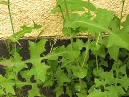 Image of Lactuca muralis