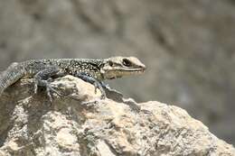 Image of Kashmir Rock Agama