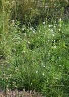 Image of Branched St Bernard's lily