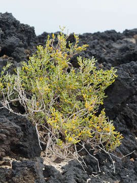 Image of Tetraena fontanesii (Webb & Berthel.) Beier & Thulin