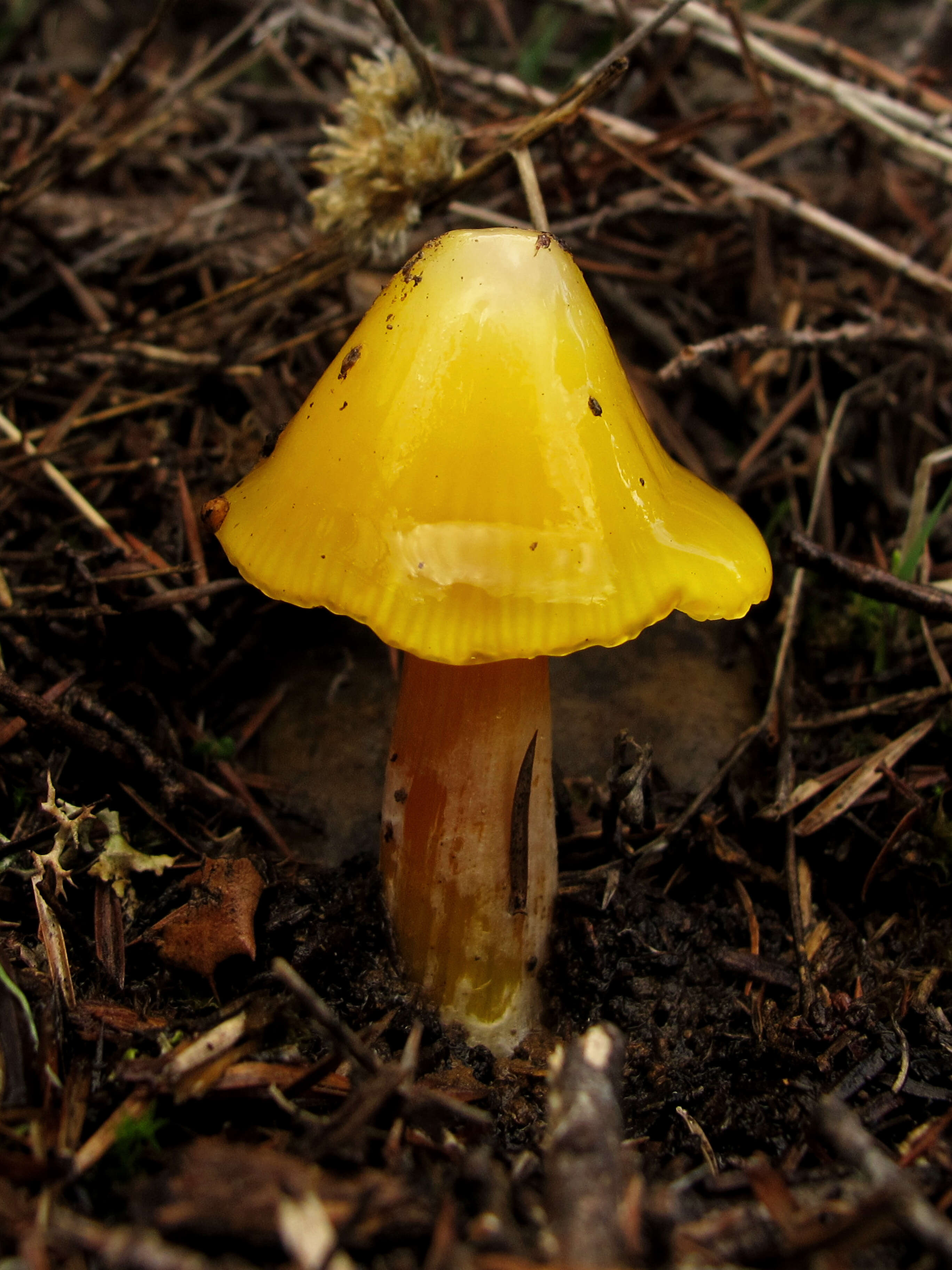 Image de Hygrophore conique