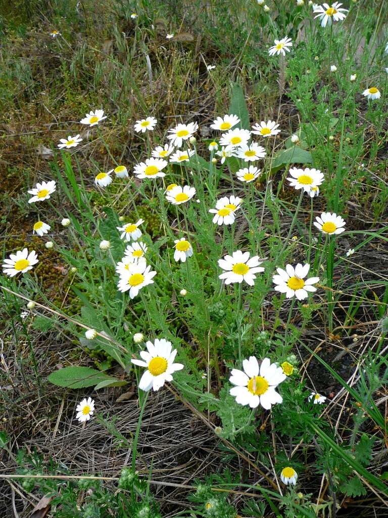 Image of corn chamomile