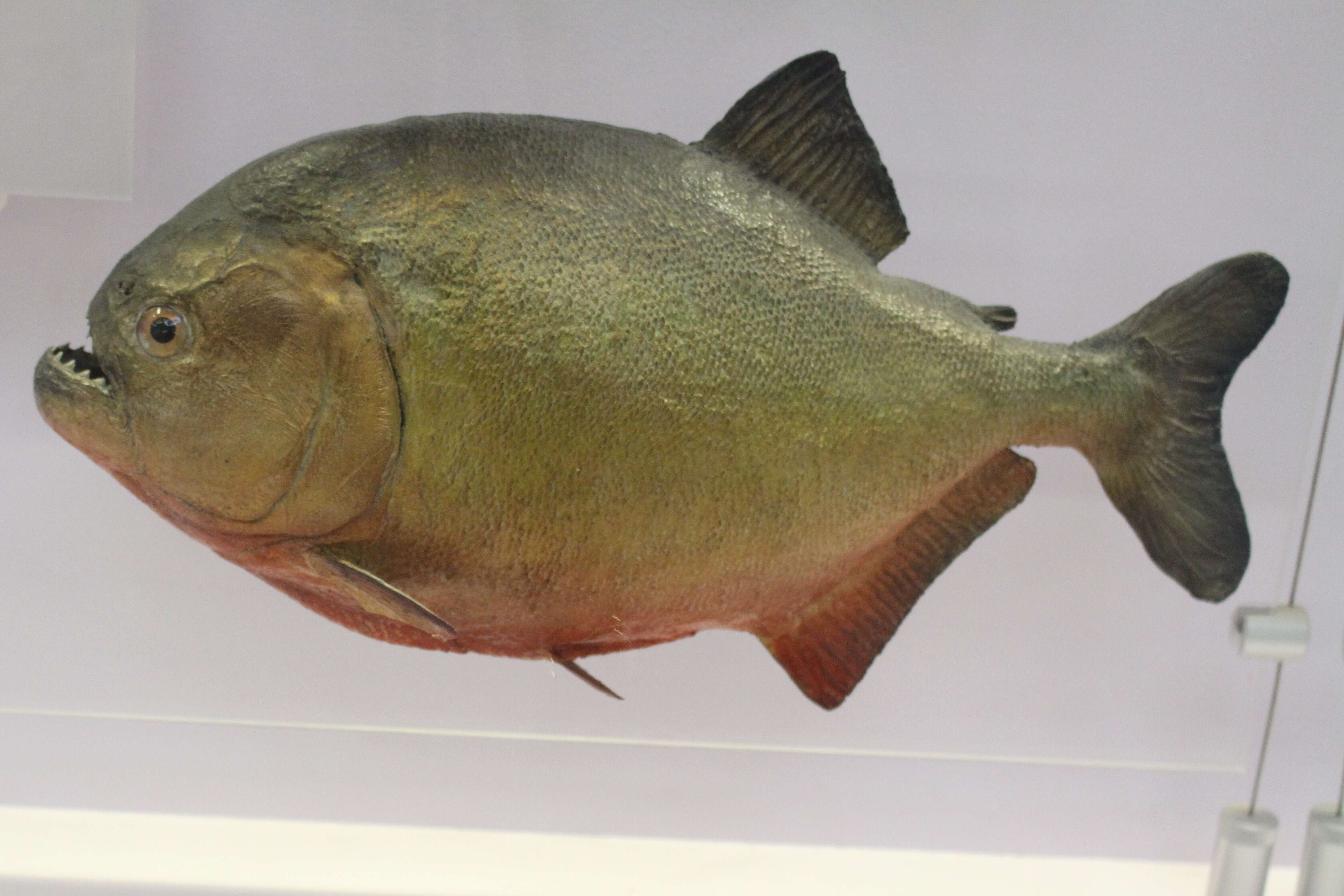 Image of Red-bellied piranha