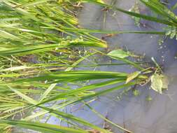 Image of Common Water-plantain