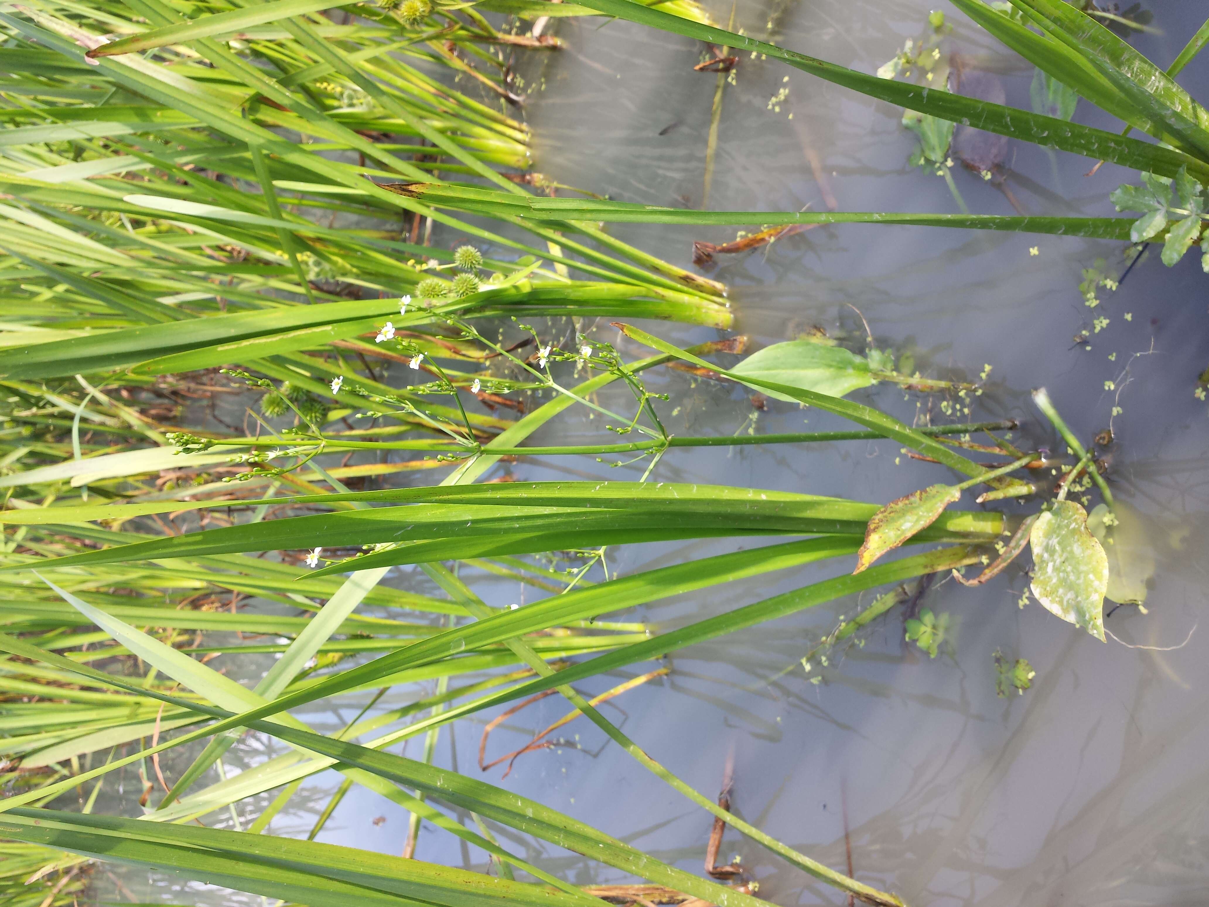 Image of Common Water-plantain