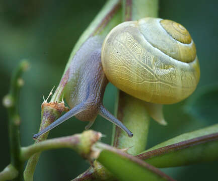 Image of White-lipped banded snail