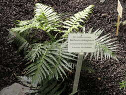 Image of hammock fern