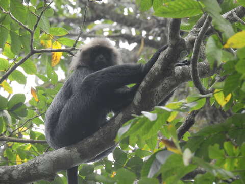 Image of Black Leaf Monkey