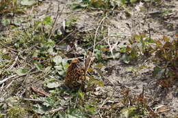 Image of Yellow Morel