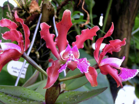 Plancia ëd Cattleya schilleriana Rchb. fil.