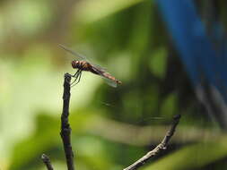 Image of Keyhole Glider