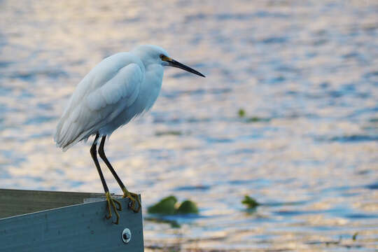 Image of Snowy Egret