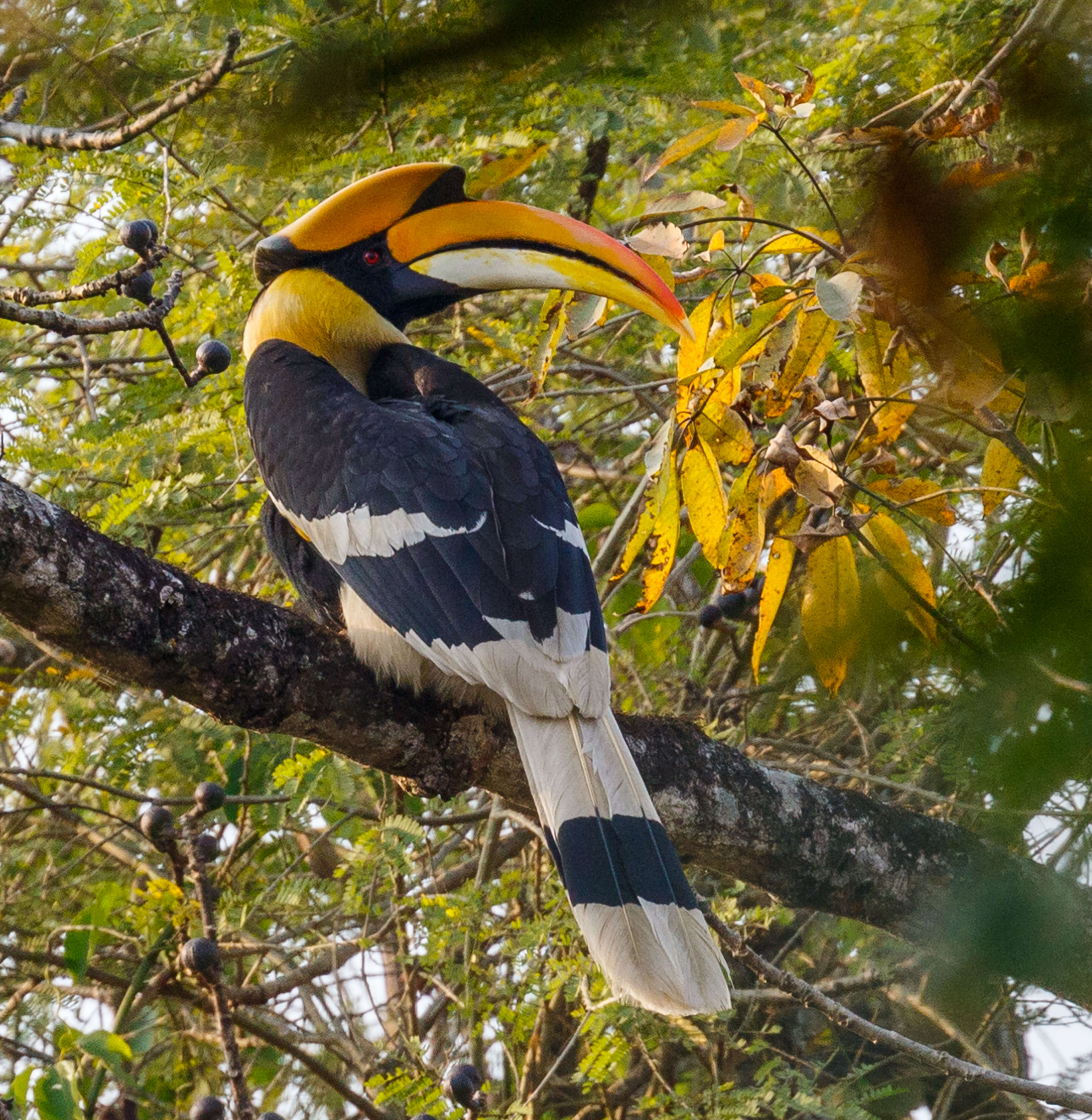 Image of Great Indian Hornbill