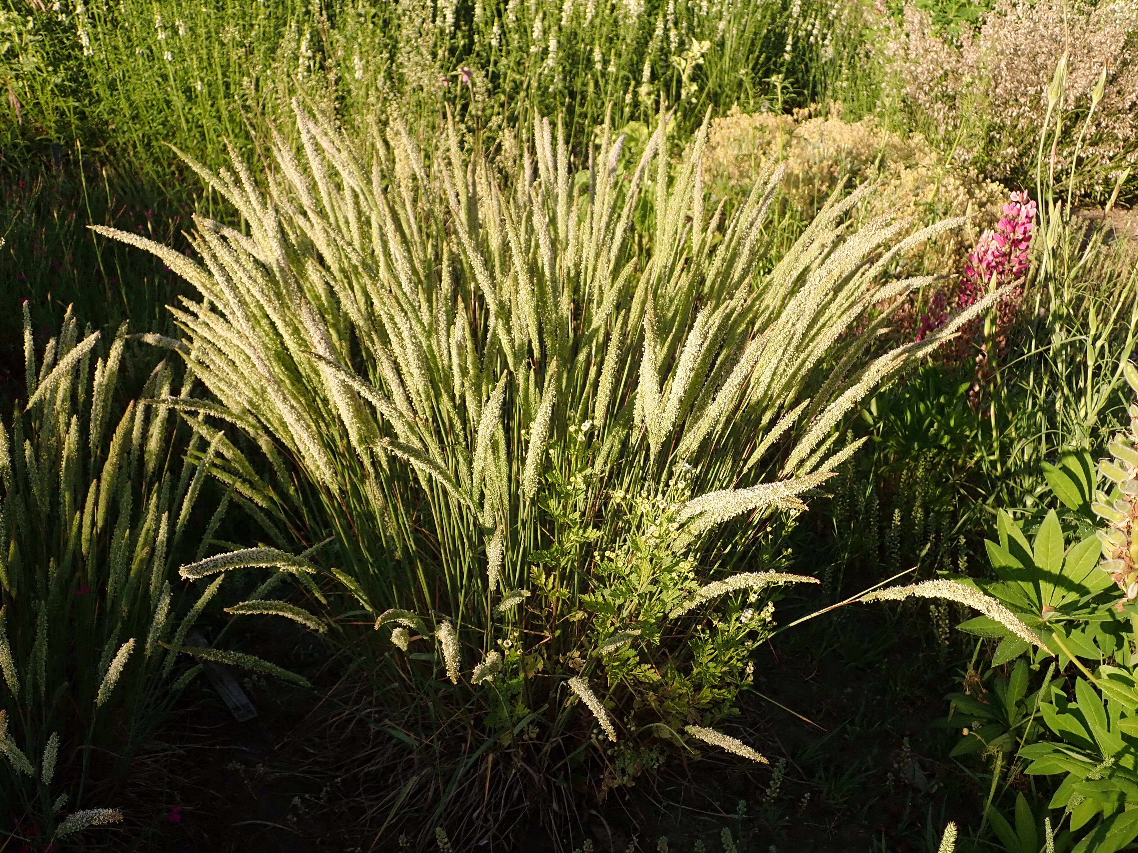 Image of Boehmer's cat's-tail