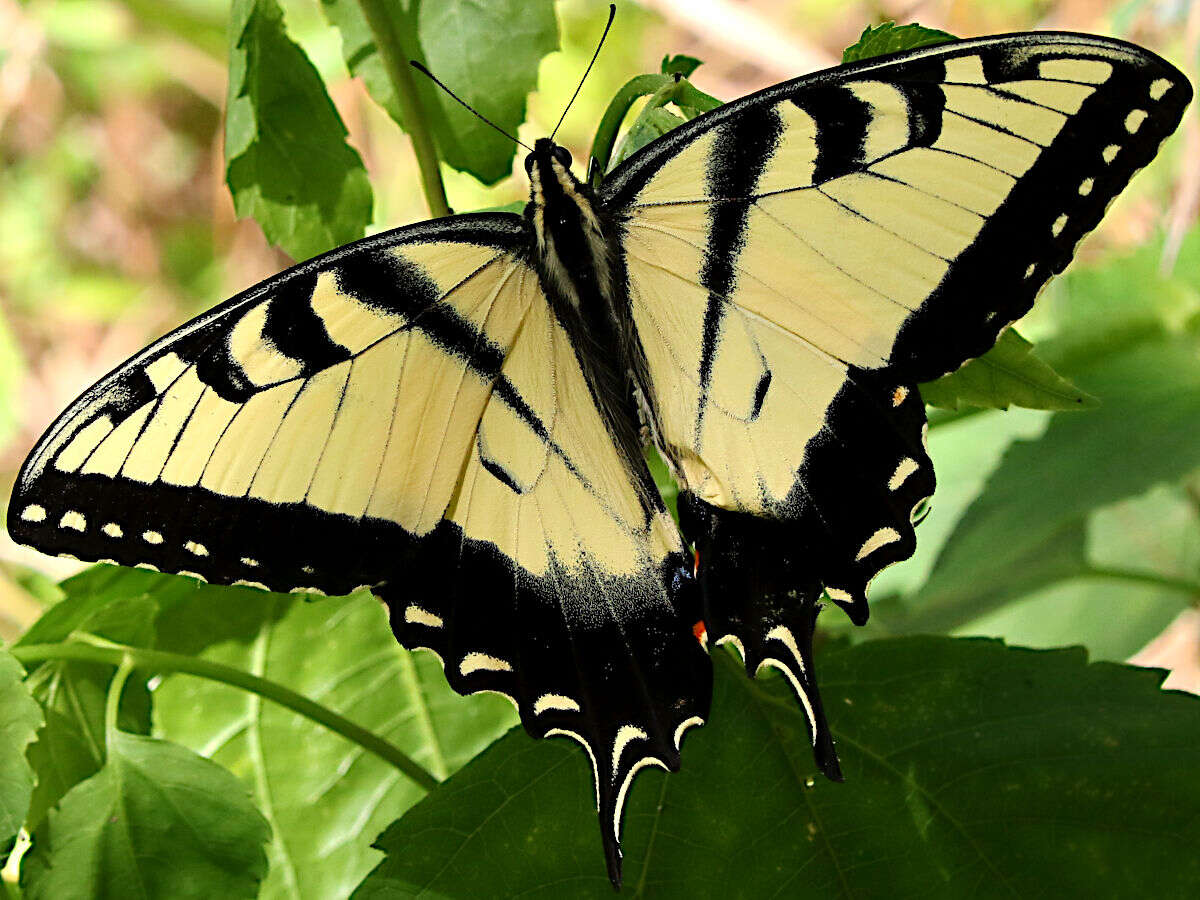 Image of Eastern Tiger Swallowtail