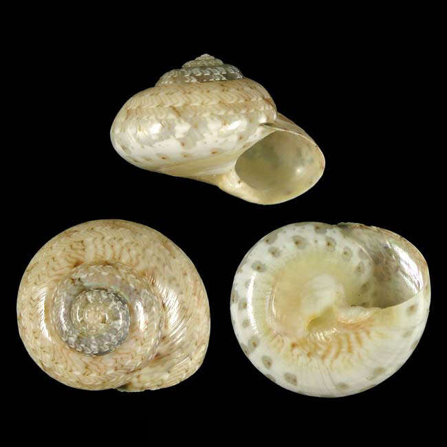 Image of Ethalia catharinae Poppe, Tagaro & Dekker 2006