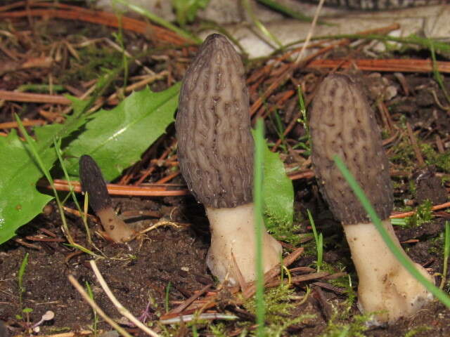 Image of Morchella importuna M. Kuo, O'Donnell & T. J. Volk 2012