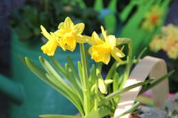 Image of daffodil