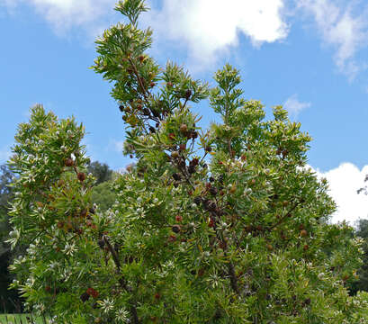 Imagem de Leucadendron floridum R. Br.