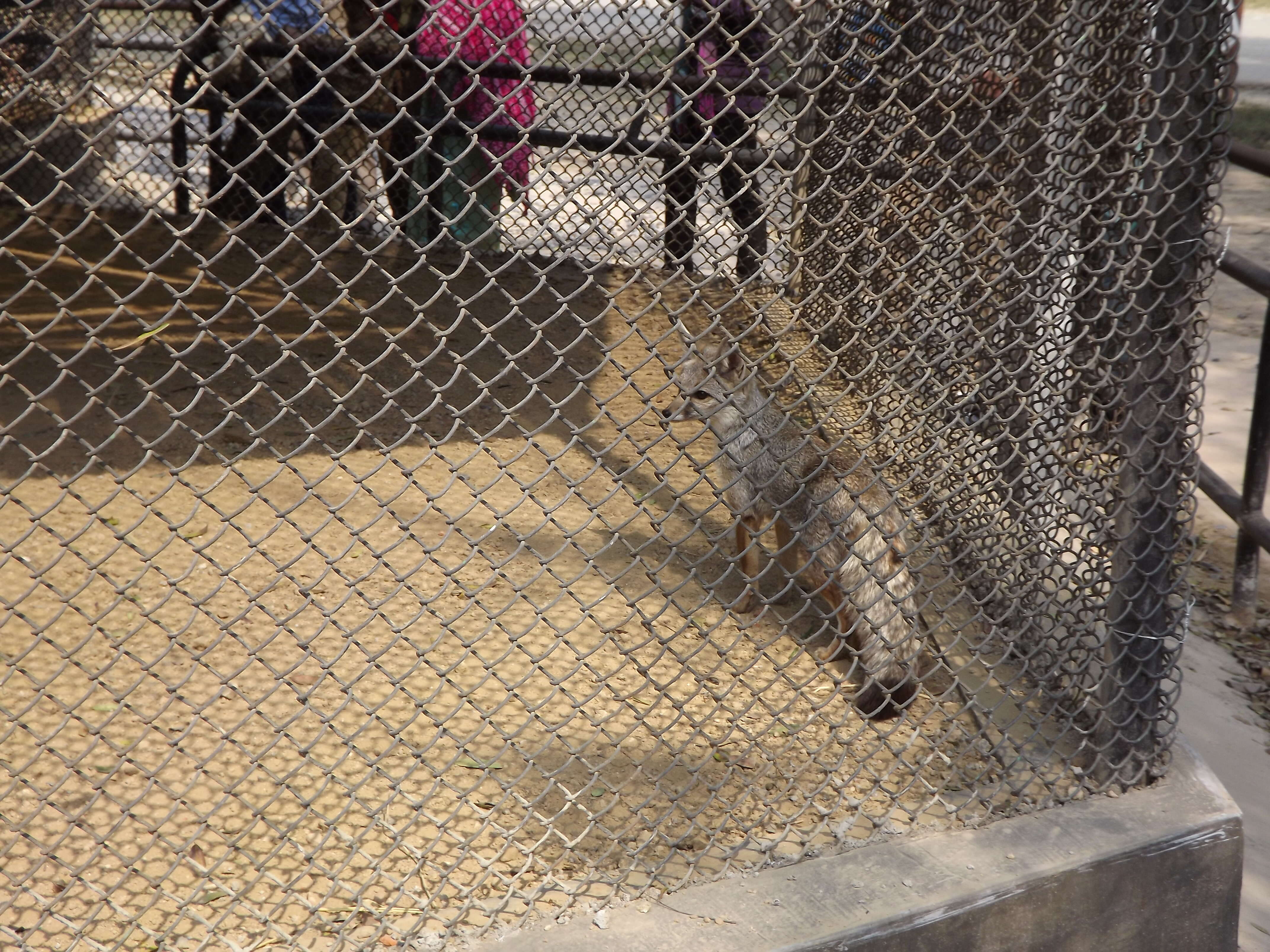 Image of Bengal Fox