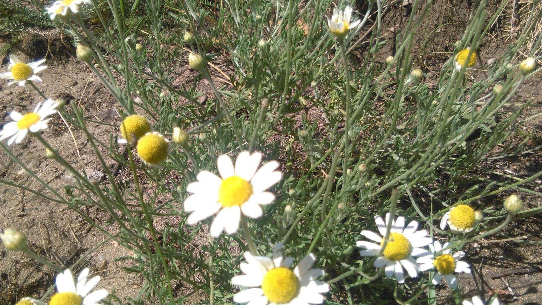 Anthemis arvensis L. resmi