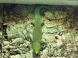 Image of Standing's Day Gecko