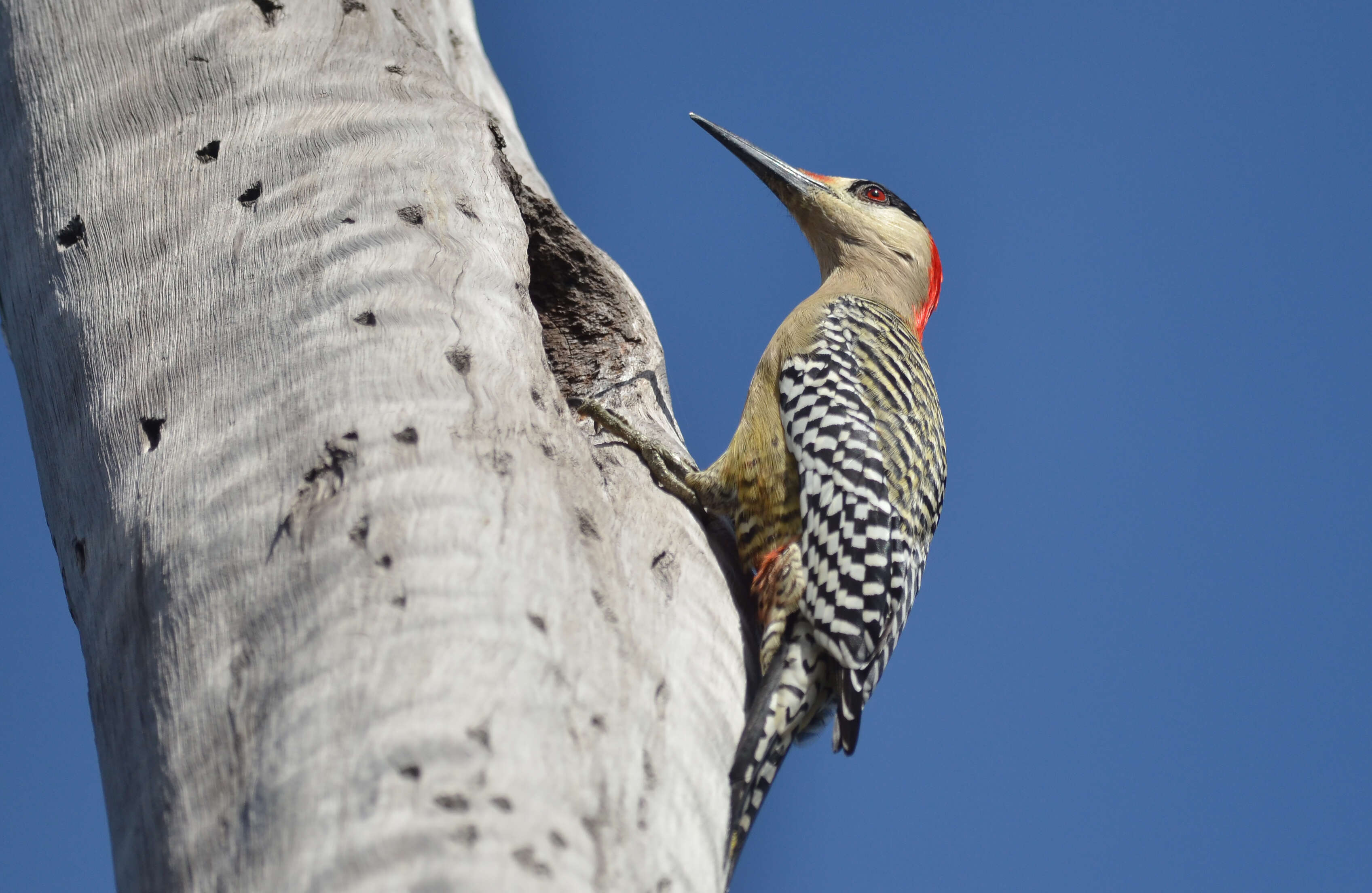 Image of West Indian Woodpecker