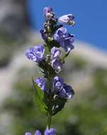 Nepeta subsessilis Maxim. resmi