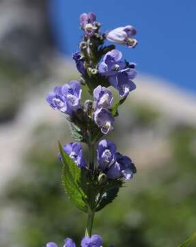 Image of Nepeta subsessilis Maxim.