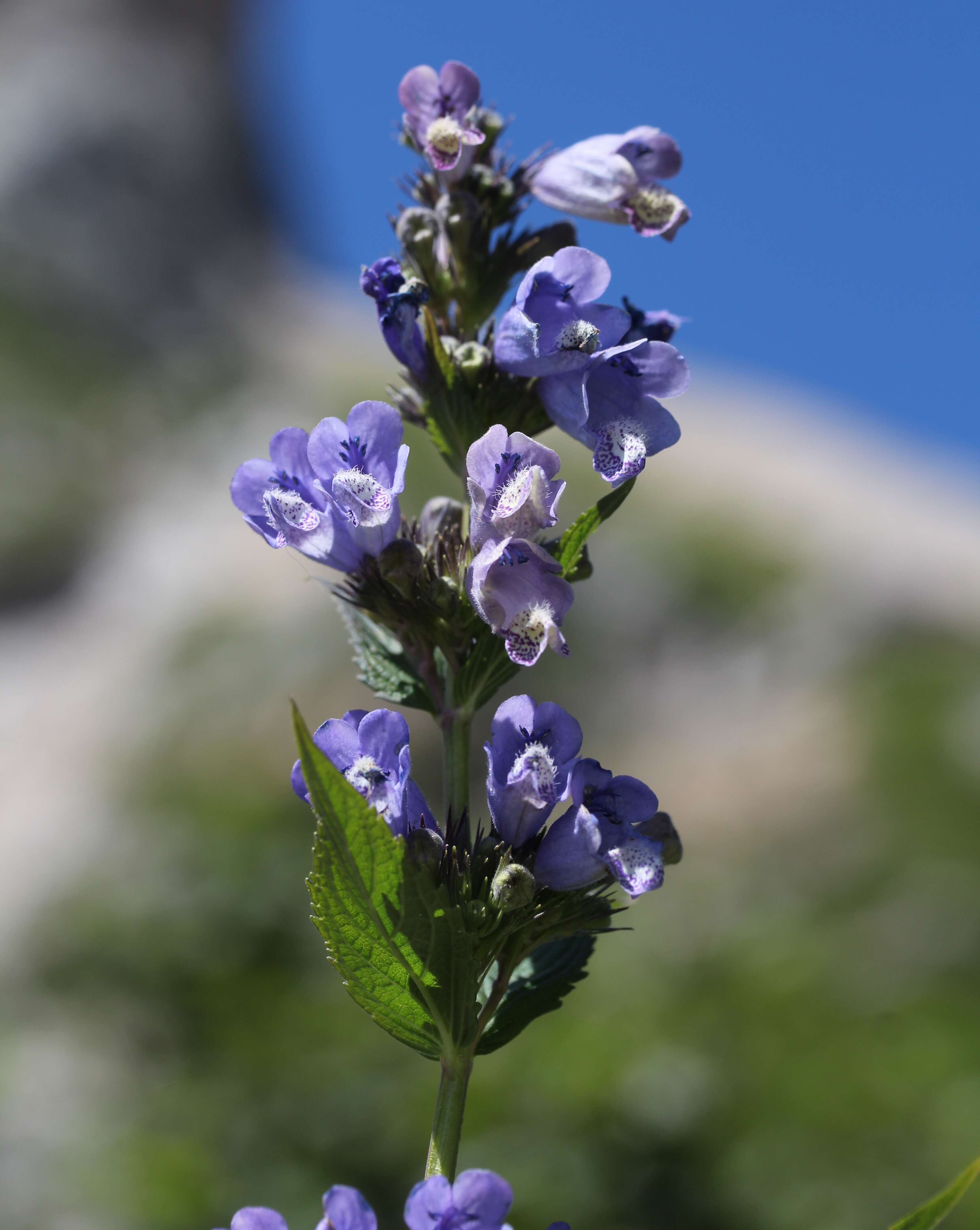 Nepeta subsessilis Maxim. resmi