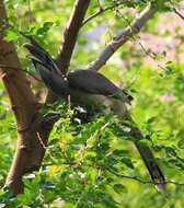 Image of Indian Grey Hornbill