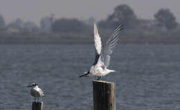 Image of Sandwich Tern